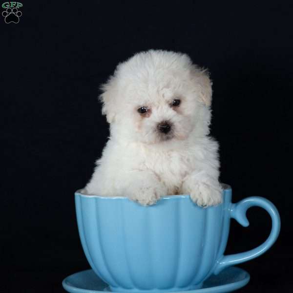 Titan (Mini), Bichon Frise Puppy